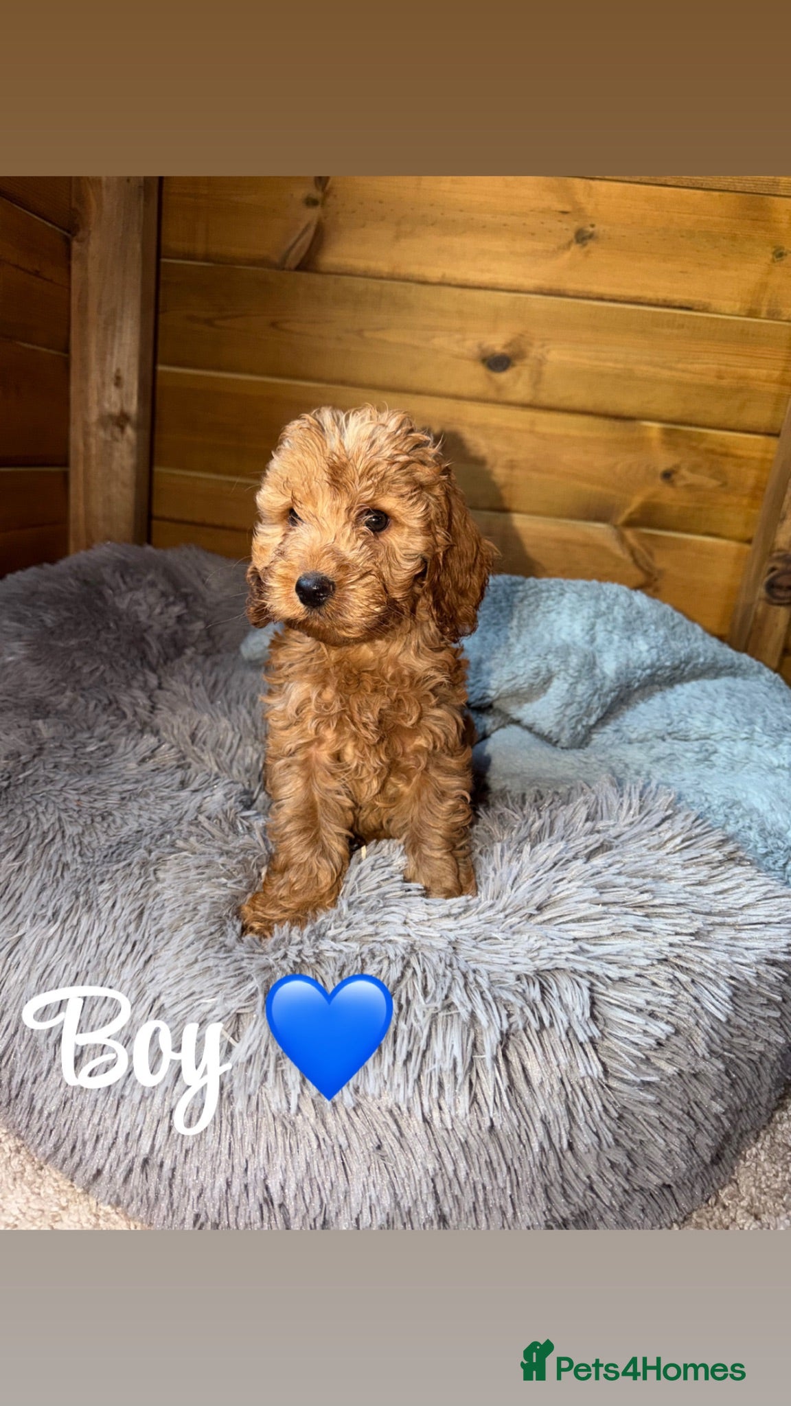 Cockapoo dogs Ready now we have fox red and apricot cockapoos F1 - Advert 2