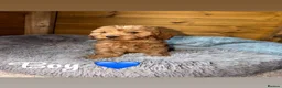 Cockapoo dogs for sale: Ready now we have fox red and apricot cockapoos F1 in Stourport-on-Severn - Advert 2
