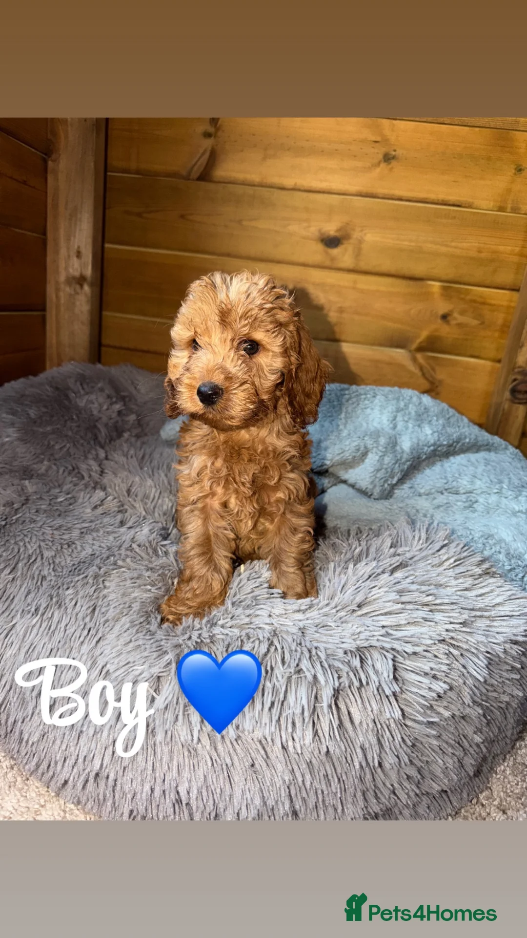 Cockapoo dogs for sale: Ready now we have fox red and apricot cockapoos F1 in Stourport-on-Severn - Advert 2