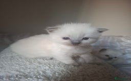 Ragdoll cats for sale: 🩵Blue Point KITTENS for sale!🩵 - Image 1
