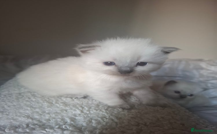 Ragdoll cats - Advert 1