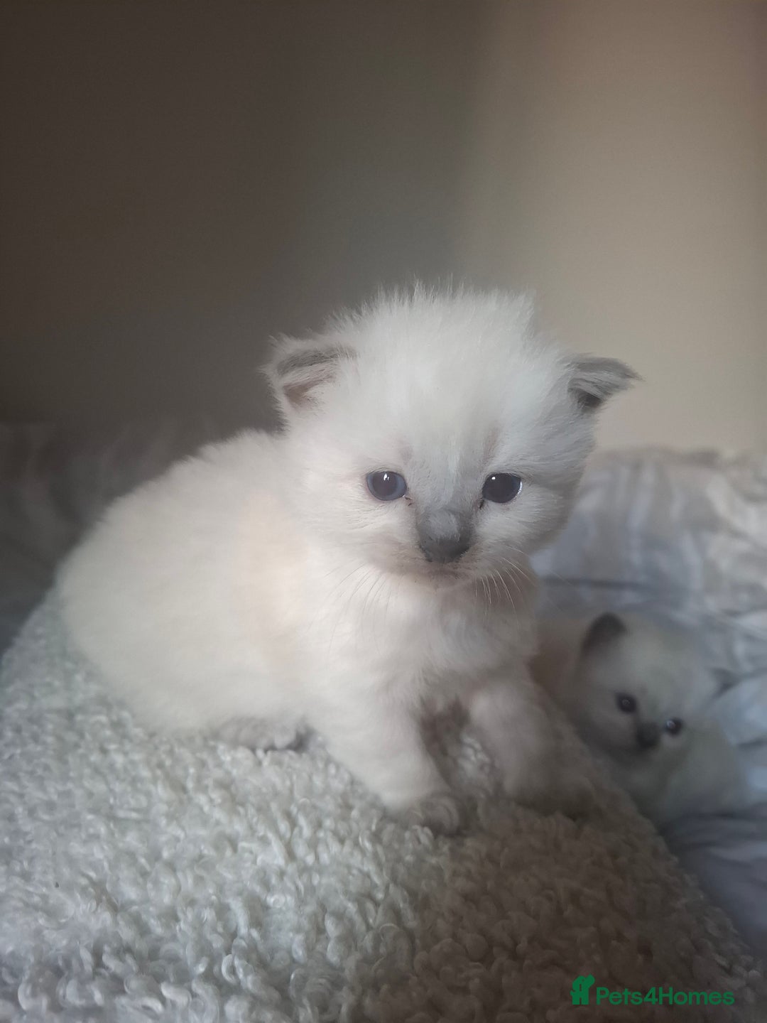Ragdoll cats for sale: 🩵Blue Point KITTENS for sale!🩵 - Image 1
