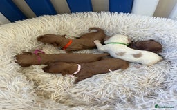 Cavapoo dogs for sale: Top Class Extensively tested F1b Toy Cavapoo pups - Image 3