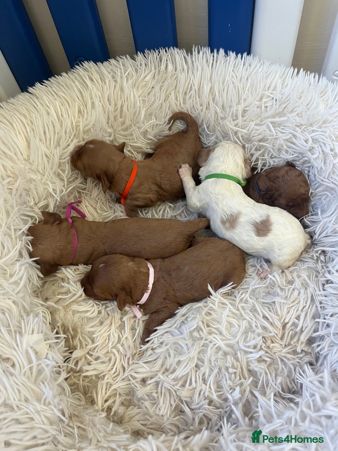 Cavapoo dogs for sale: Top Class Extensively tested F1b Toy Cavapoo pups - Image 3
