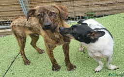 Mixed Breed dogs for adoption: Kobi - In Ayr Looking for a home  - Image 14