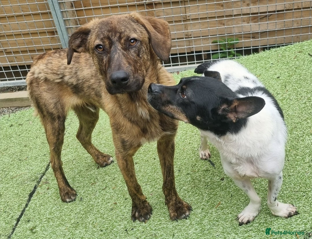 Mixed Breed dogs for adoption: Kobi - In Ayr Looking for a home  - Image 14