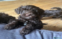 Schnoodle dogs for sale: F1 mega coated mini cross Schnoodles - Image 35