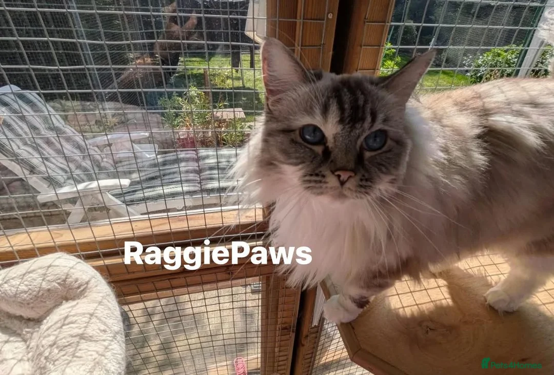 Ragdoll cats for adoption: Meet beautiful Elsa & Minnie - Ragdoll Ladies in Northwich - Advert 2