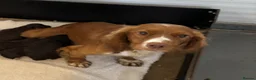 Cocker Spaniel dogs for sale: WORKING COCKER SPANIEL PUPPIES  - Advert 15