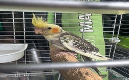 Cockatiels birds for sale: Baby cockatiels  - Image 11