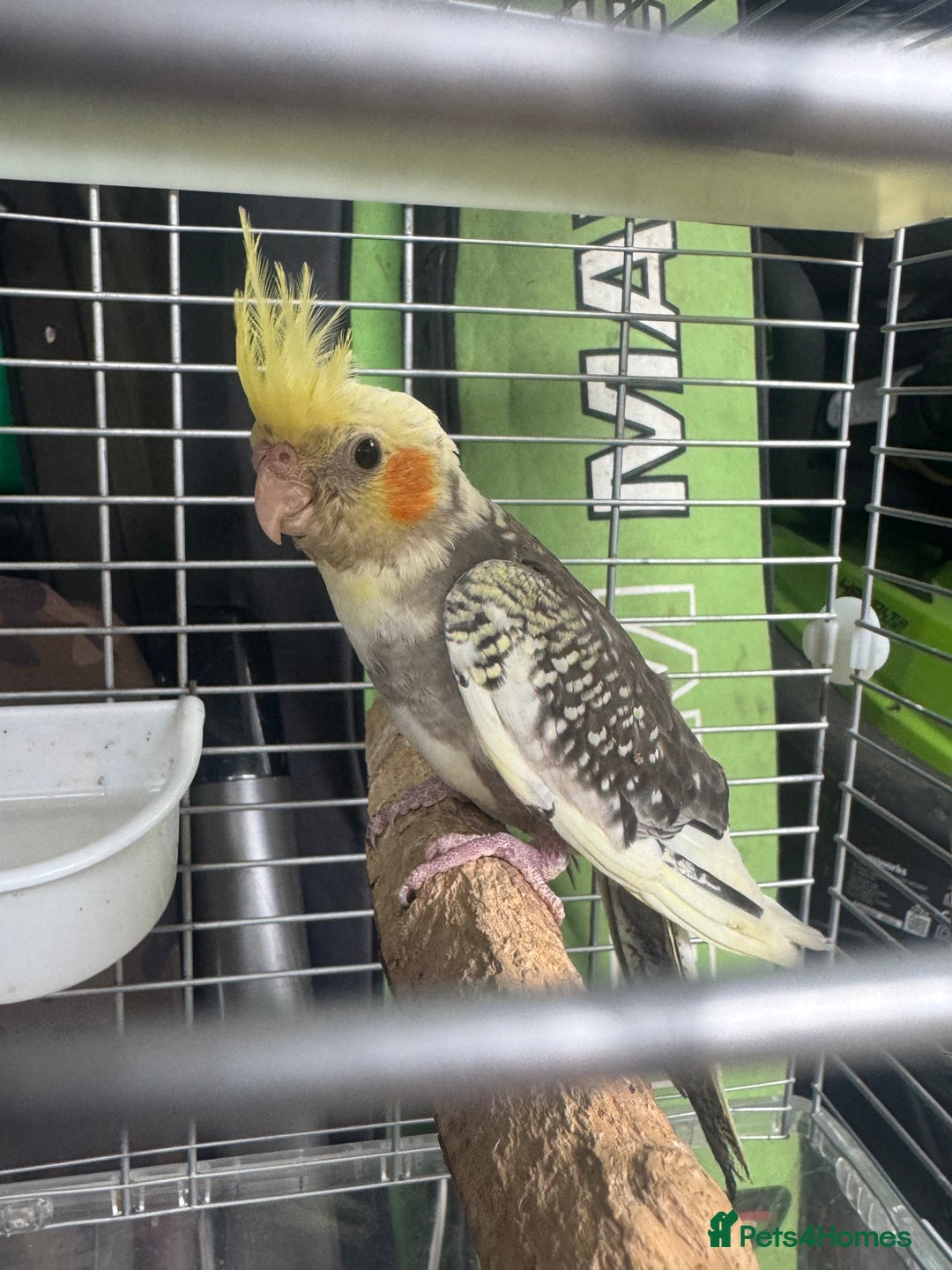 Cockatiels birds for sale: Baby cockatiels  - Image 11