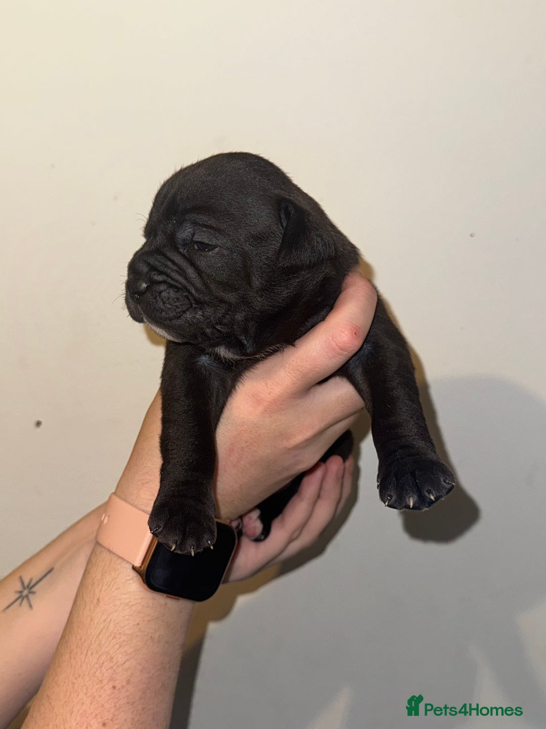 Dorset Olde Tyme Bulldogge dogs for sale: Olde tyme bulldogge puppies - Image 11