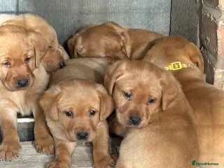 Labrador Retriever dogs for sale: REDUCED 1 FOX RED PUPPY DOG PUPPY AVAILABLE - Advert 2