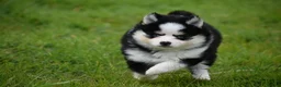 Pomsky dogs for sale: F4 Genuine Pomskies from health tested parents - Advert 22