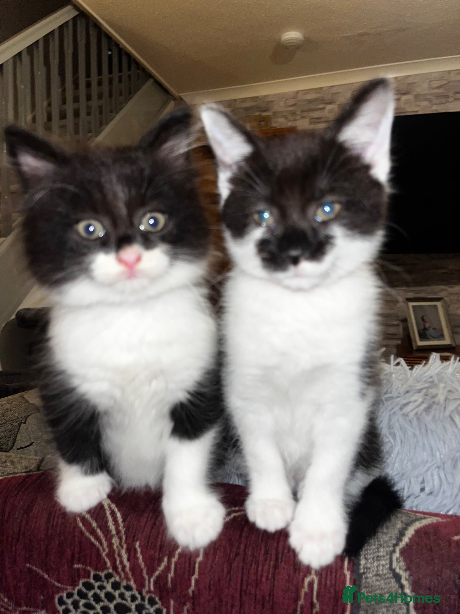 British Longhair cats Beautiful Kittens  - Advert 11