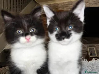 British Longhair cats Beautiful Kittens - Advert 11