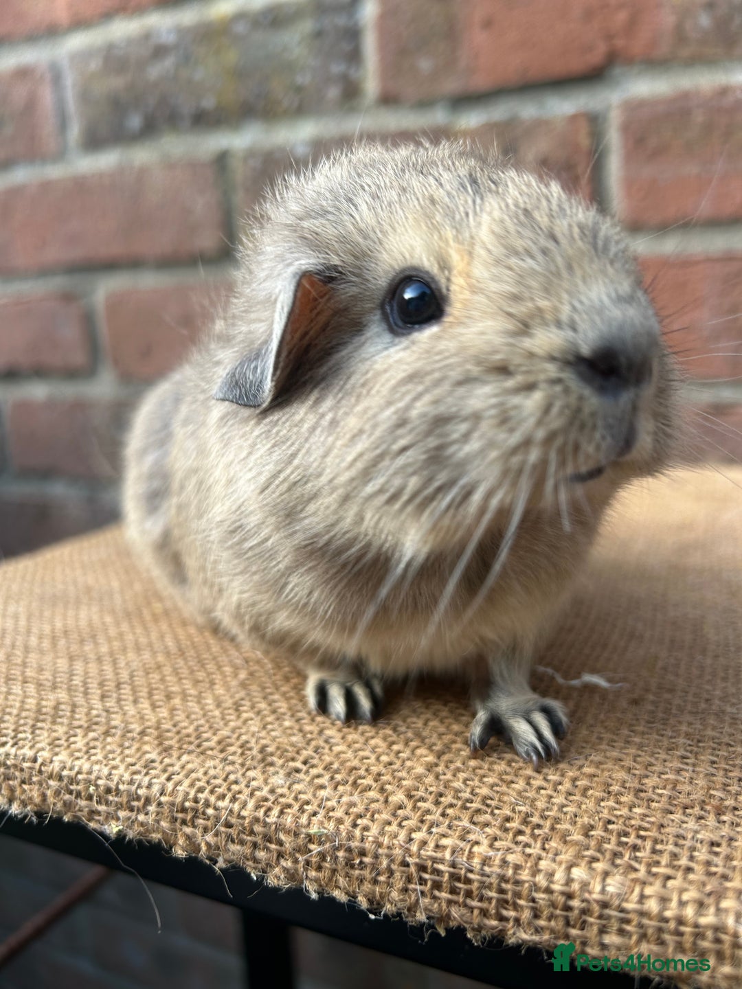 Guinea Pig rodents for sale: Two beautiful boys! - Image 2