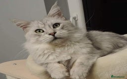 Maine Coon cats for stud: GCCF Registered Black Silver Shaded Stud  in Saint Neots - Image 2