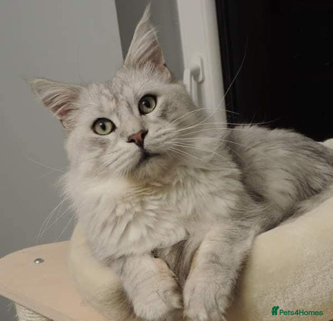 Maine Coon cats for stud: GCCF Registered Black Silver Shaded Stud  in Saint Neots - Image 2
