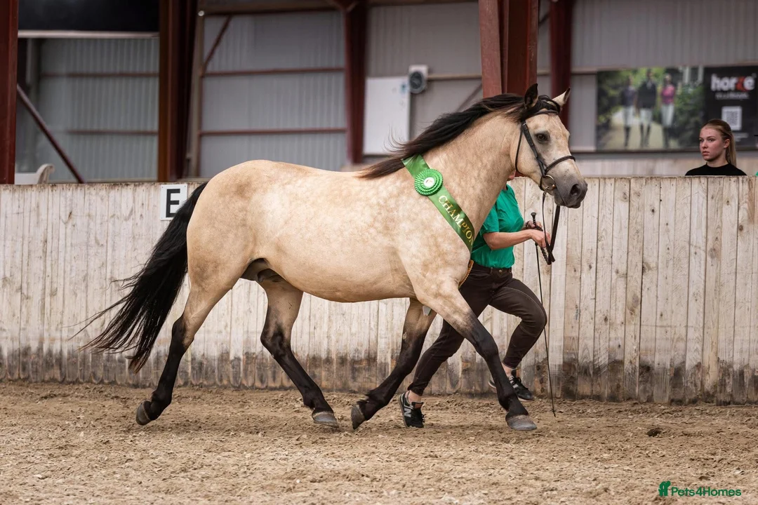 Connemara horses for sale: Connemara stallion/colt - Advert 2
