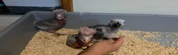 Cockatoo birds for sale: Hand-Raised cockatoo Galah Baby Parrot - Advert 7