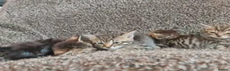 Mixed Breed cats for sale: Kittens for sale  - Advert 31