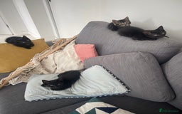 Mixed Breed cats for sale:  Adorable Kittens Ready for Their Forever Homes!  - Image 7