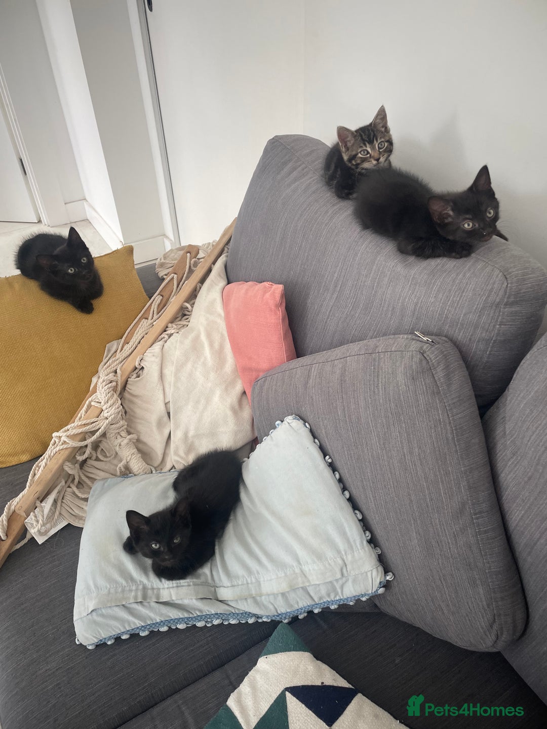 Mixed Breed cats for sale:  Adorable Kittens Ready for Their Forever Homes!  - Image 7