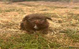 Mixed Breed dogs for sale: Froodle pups - Image 7