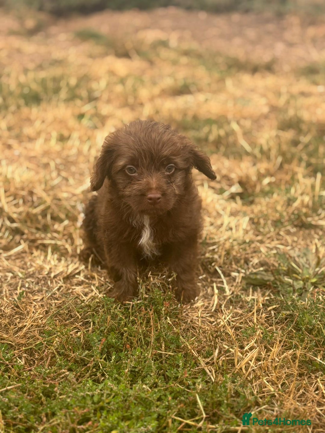Mixed Breed dogs for sale: Froodle pups - Image 7