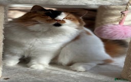 British Longhair cats for sale: 💎 Beautiful girl Tiger Lily 💎 - Image 4