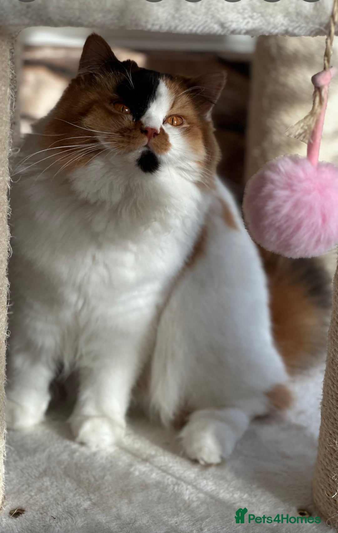 British Longhair cats for sale: 💎 Beautiful girl Tiger Lily 💎 - Image 4