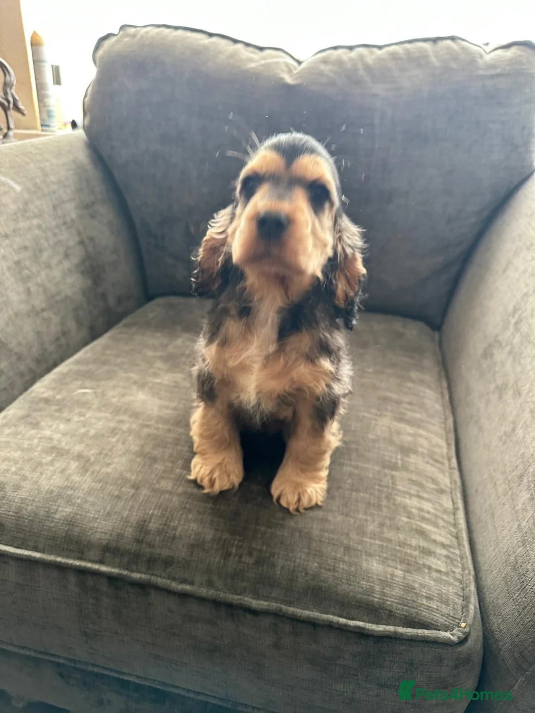 Cocker Spaniel dogs for sale: Show line cocker spaniel puppies - Advert 7