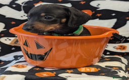 Miniature Dachshund dogs for sale:  Beautiful Miniature dashound puppies  - Image 4