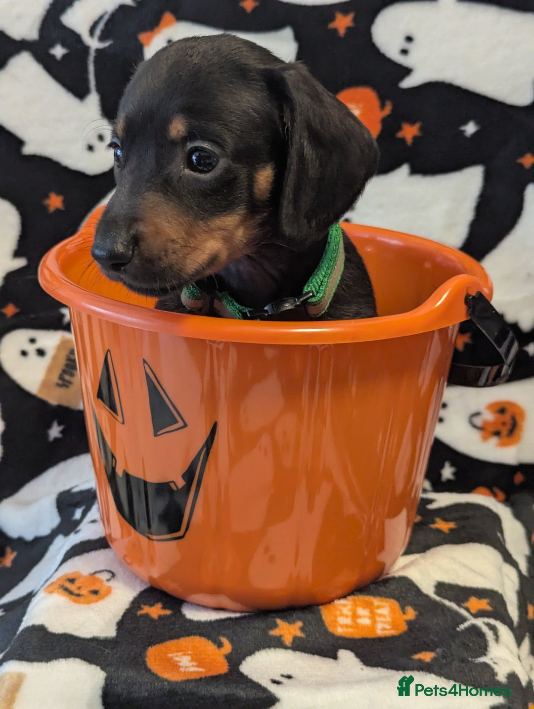 Miniature Dachshund dogs for sale:  Beautiful Miniature dashound puppies  - Image 4