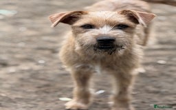 Mixed Breed dogs for adoption: Sweet Sunny Needs LOVE - Image 11