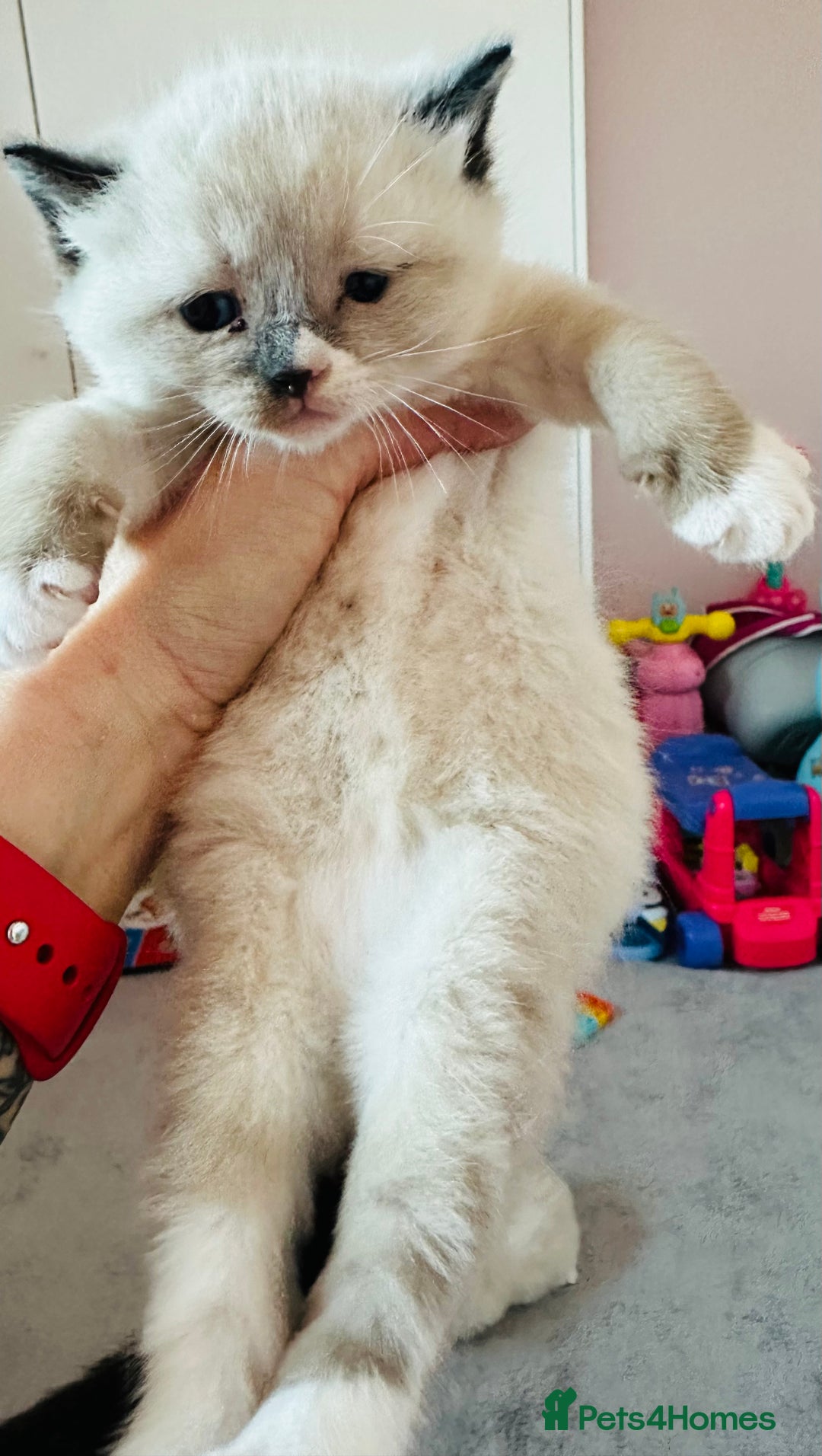 Ragdoll cats for sale: Pedigree Ragdoll kittens for sale - Advert 3