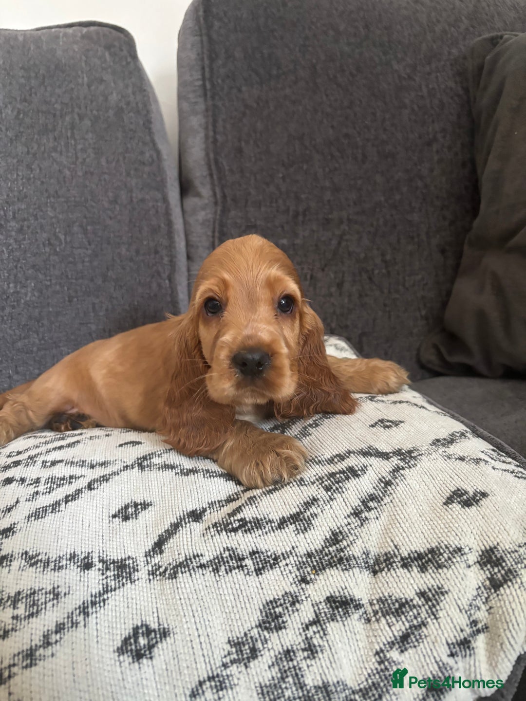 Cocker Spaniel dogs for sale: Beautiful show type cocker spaniel puppies - Image 24