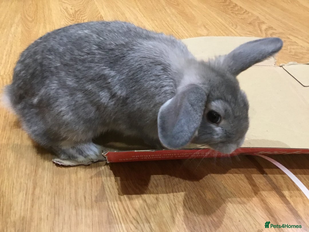 Mixed Breed rabbits for sale:  1lop Rabbit& Hutch for Sale - Advert 2