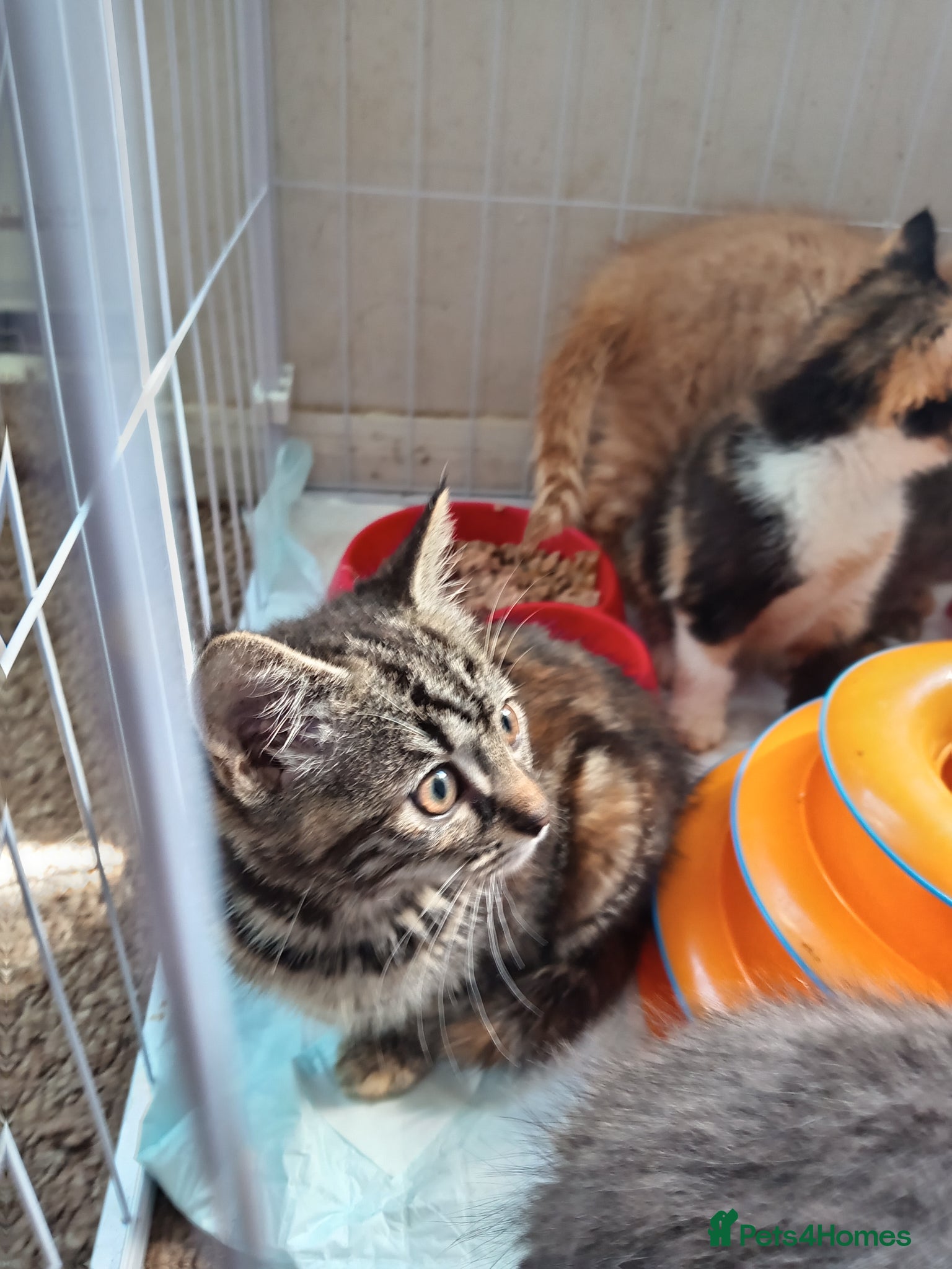Mixed Breed cats 2 beautiful female kittens  - Advert 1