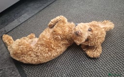 Poochon dogs for stud: Stunning Male poochon for stud  - Image 13