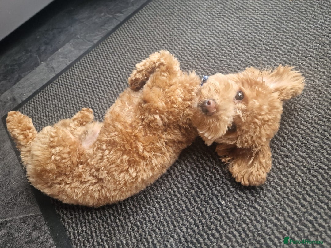 Poochon dogs for stud: Stunning Male poochon for stud  - Image 13