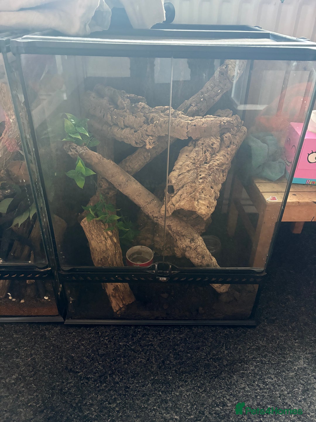 Gecko reptiles for sale: Crested gecko with enclosure  - Advert 8
