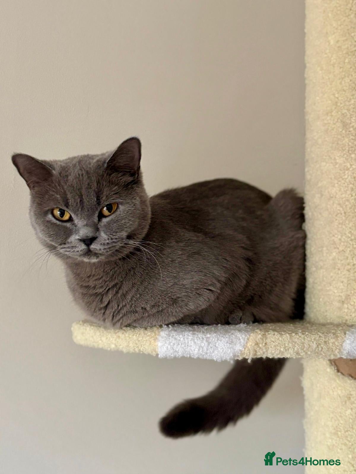 British Shorthair cats kitten british sort hair (blue) - Advert 4