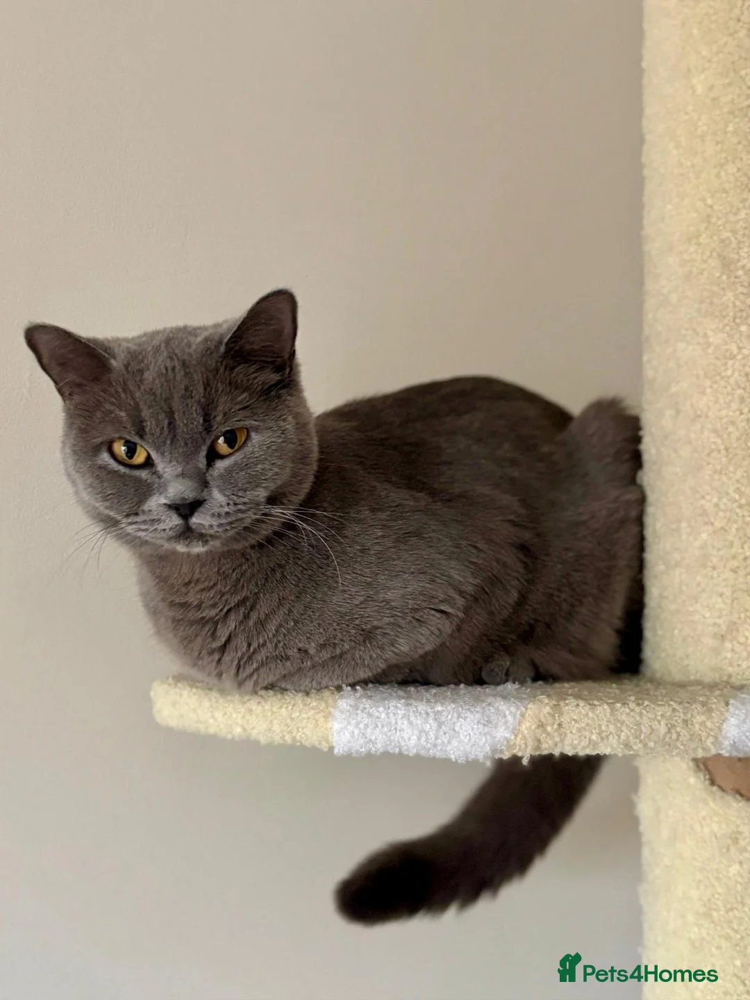 British Shorthair cats for sale: kitten british sort hair (blue) - Advert 1