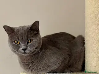 British Shorthair cats kitten british sort hair (blue) - Advert 4