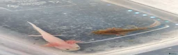 Axolotl reptiles for sale: Baby axolotls  in Peterborough - Advert 1