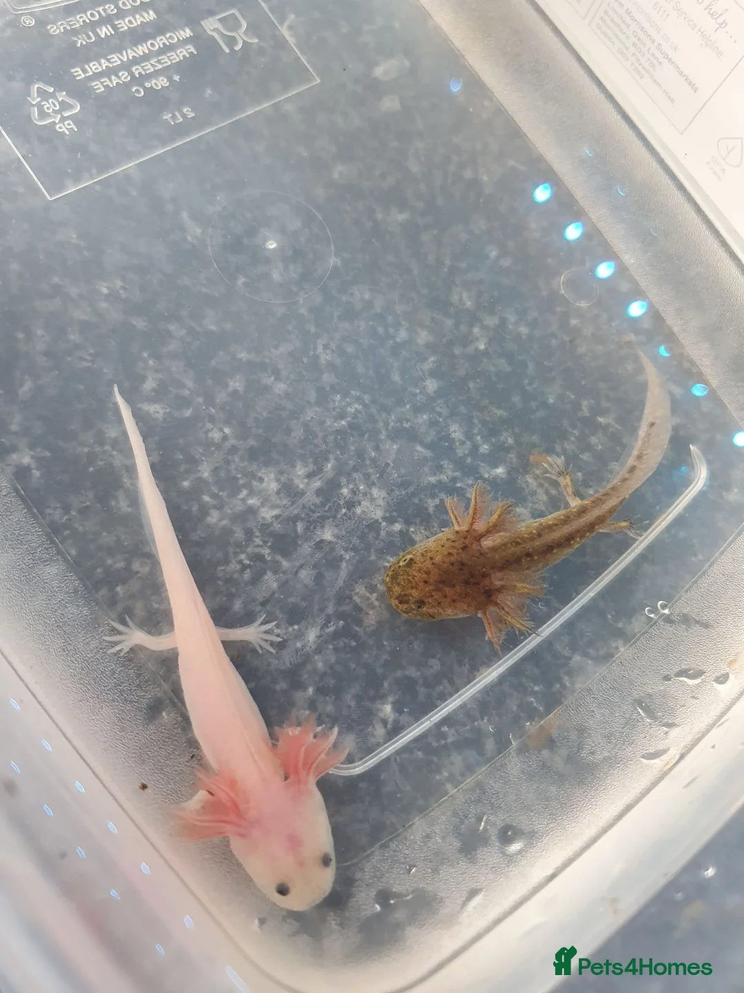 Axolotl reptiles for sale: Baby axolotls  in Peterborough - Advert 1