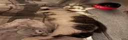 Mixed Breed cats for sale: Strawberry is looking for her forever home - Advert 5