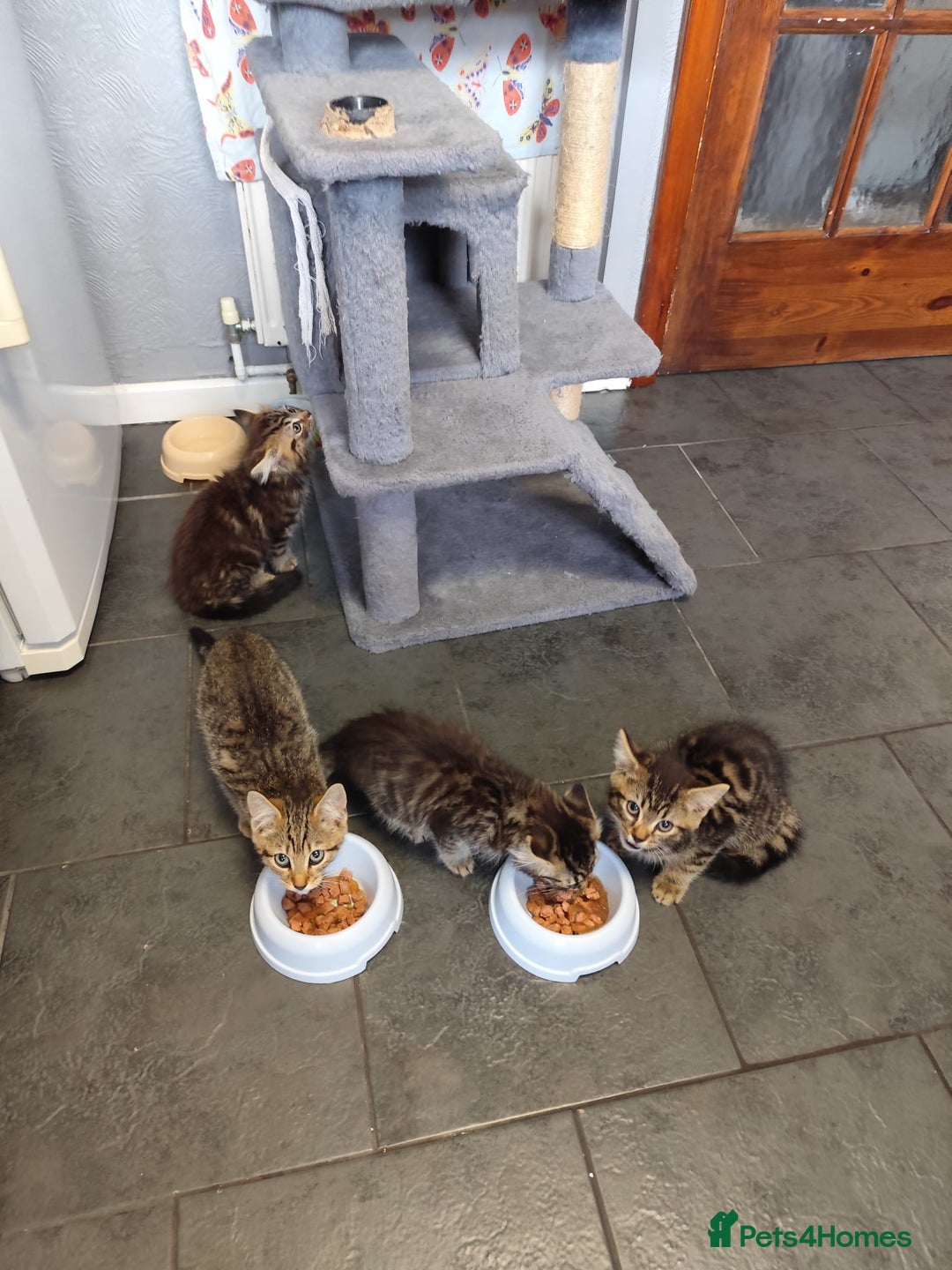 Mixed Breed cats for sale: Beautifully kittens ready for new home - Image 7
